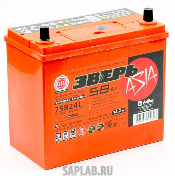 Купить ЗВЕРЬ 6СТ580 Аккумулятор ЗВЕРЬ ASIA 58 А/ч обратная R+ EN 600A 238x129x225 6СТ-58LЗУ/75B24L 6СТ-58.0